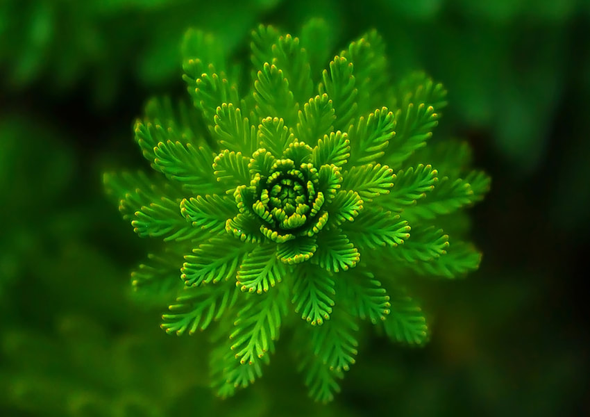 About Us at Morsi Herbalist—learn our story, values, and commitment to natural herbal remedies crafted to support holistic wellness every day.